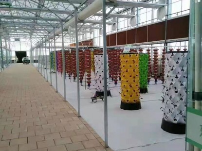 陽光板溫室栽培