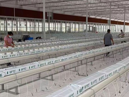 陽光板溫室栽培